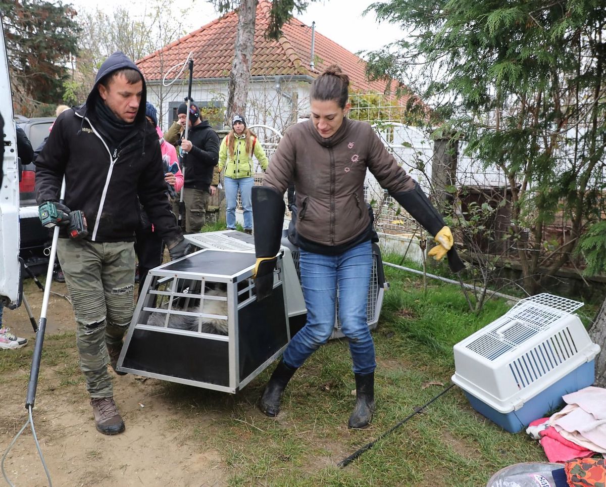 A csöngei szaporítótelepen elképesztő látvány fogadta a állatvédőket