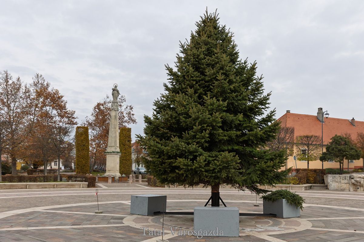 Egy kilenc méteres ezüstfenyő díszíti Tatán a Kossuth teret. A fa egy tatai család kertjében állt az elmúlt évtizedekben. A család közös döntése volt, hogy karácsonyfa legyen belőle. 