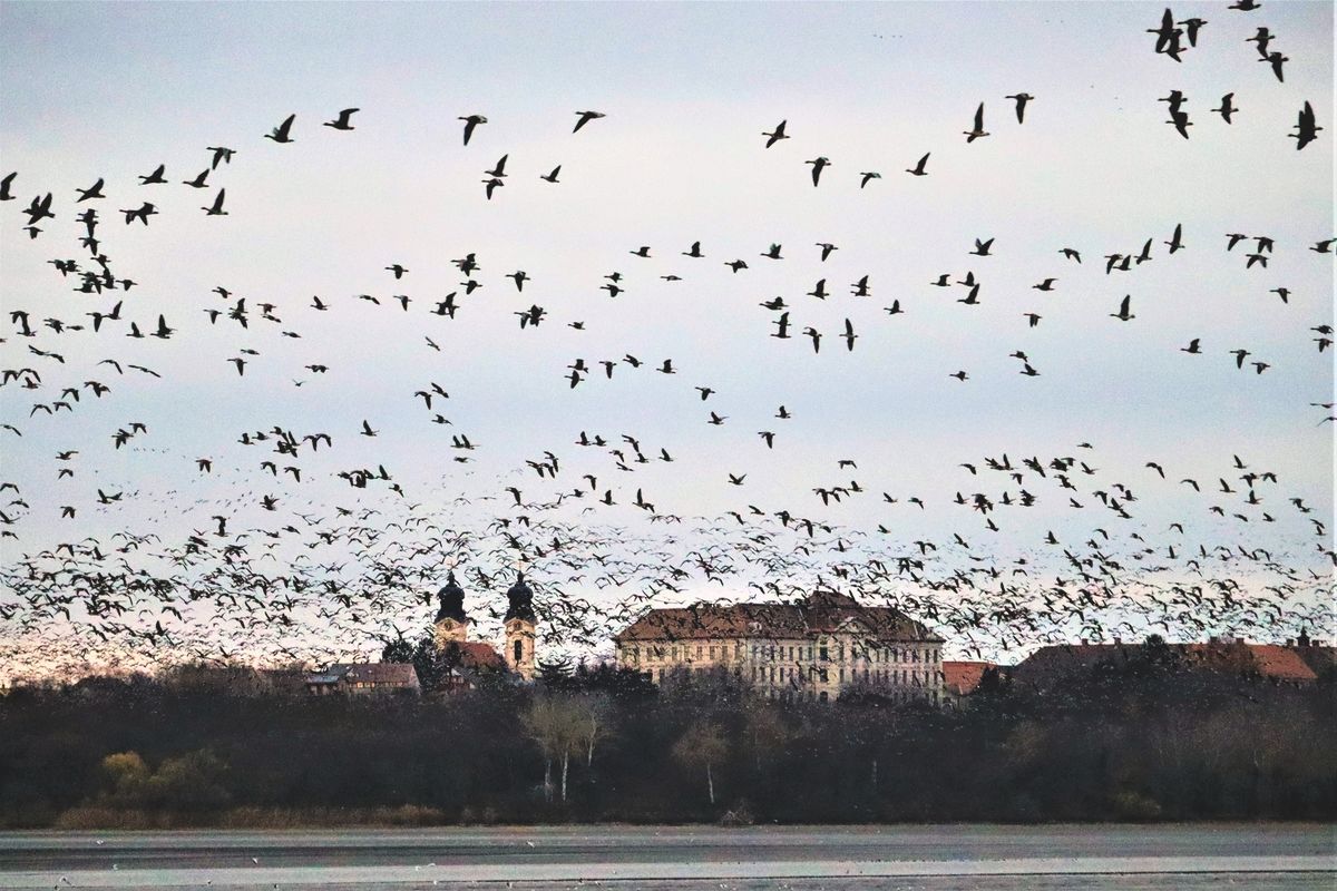 vadlúd vadludak tata vadlúd sokadalom