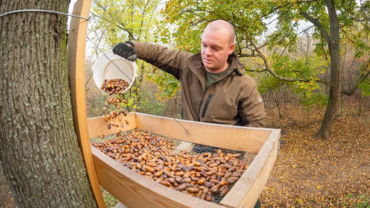Makkot helyeznek ki a parkerdő munkatársai, amit aztán a szajkók széthordanak.