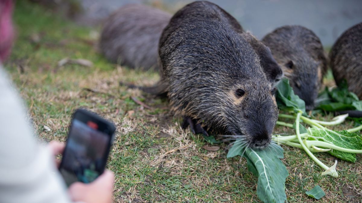 Eltűntek a tatai nutriák, utána jártunk, hogy hová költözhettek
