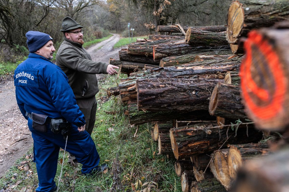 Sok kiránduló találkozhat az erdei utak mellett halomba rakott kivágott fákkal. Most eláruljuk, hogy mit is jelentenek a különböző jelölések a farakásokon.