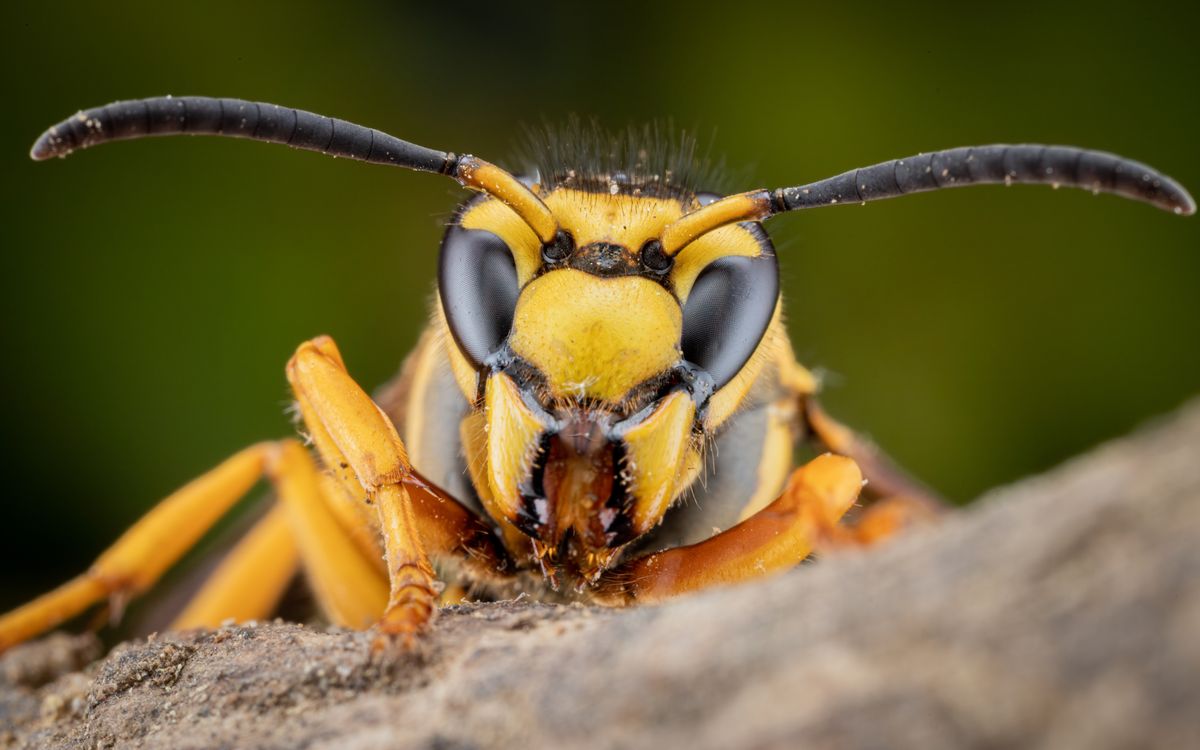 Asian,Hornet,Up,Close,And,Personal ázsiai lódarázs