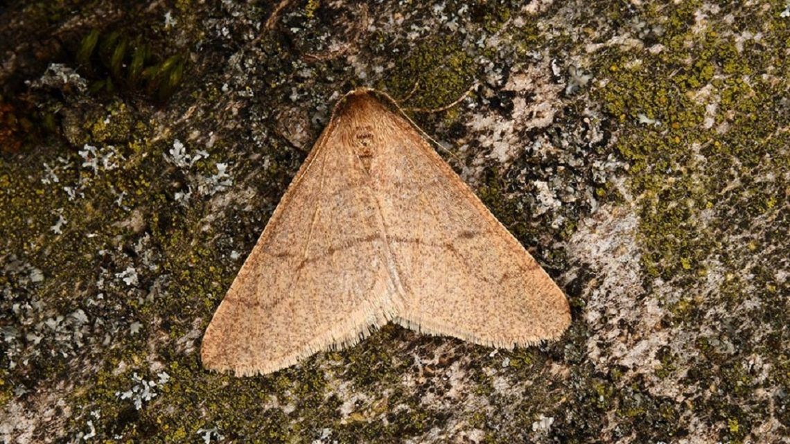 10 éve nme látott lepkefajra bukkantak a Vértesben