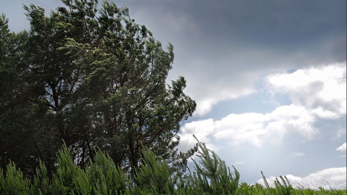 Crowns,Of,Trees,Bending,From,Strong,Wind.,Meteorological,Forecast,Of, holnapi időjárás