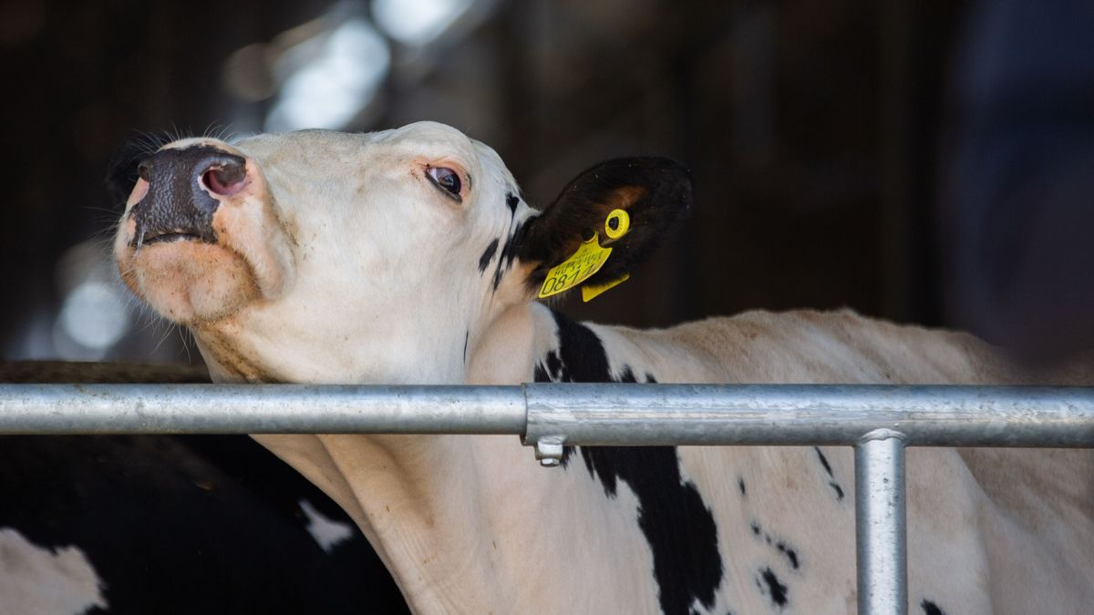 Száj- és körömfájás: az új felhívás szerint kötelező a regisztráció de pénzbe kerül