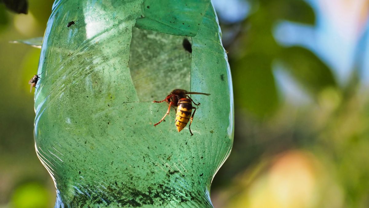 A,Close-up,Image,Showcasing,A,Wasp,Captured,Inside,A,Handmade darázsirtás darázs ellen papírzacskó darázscsapda