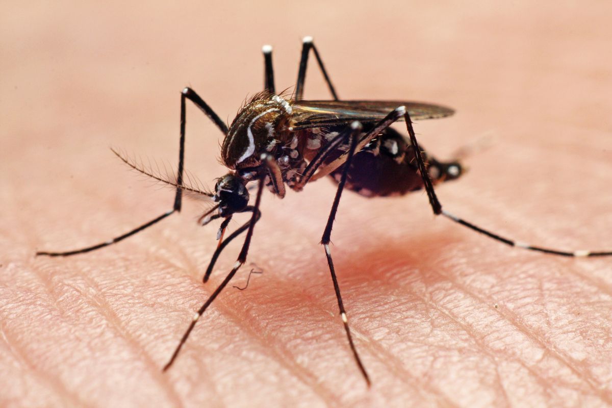 Megint megjelent a rettegett vérzéses, csonttörő láz Magyarországon. Egyre több szó esik a dengue láz újabb eseteiről. Ezt kell tudni.