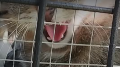 Visszatérhetett a természetbe Merlin, a Budakeszi Vadasparkban felnevelt vadmacska