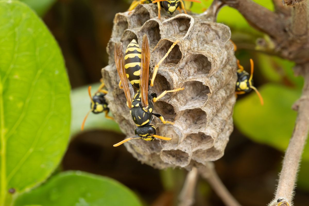 Nest,Building,Of,European,Paper,Wasps,(polistes,Dominula) darázsirtás darázs ellen papírzacskó darázscsapda