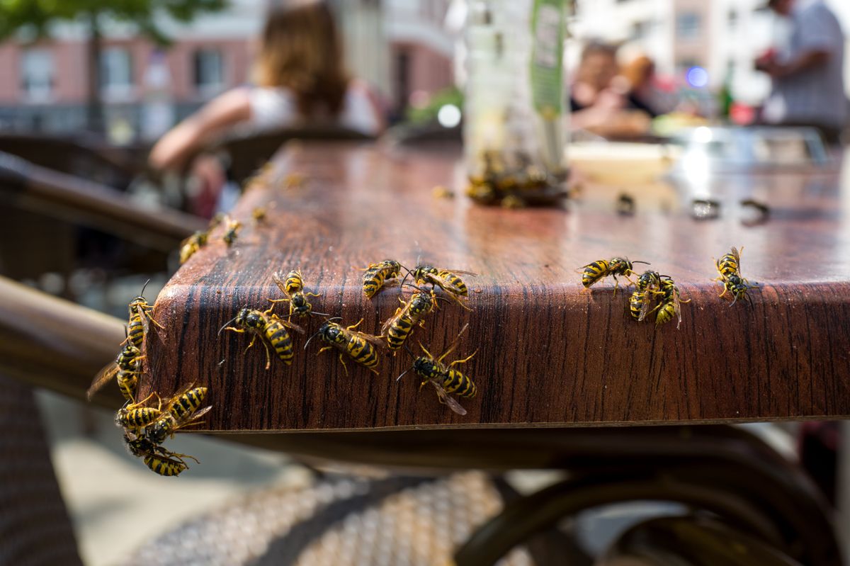 Wasps,In,A,Cafe darázsirtás darázs ellen papírzacskó darázscsapda