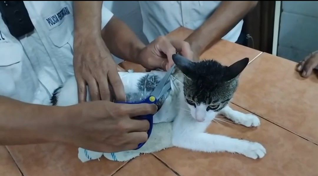 Négylábú drogcsempészt fogtak Costa Rica-ban