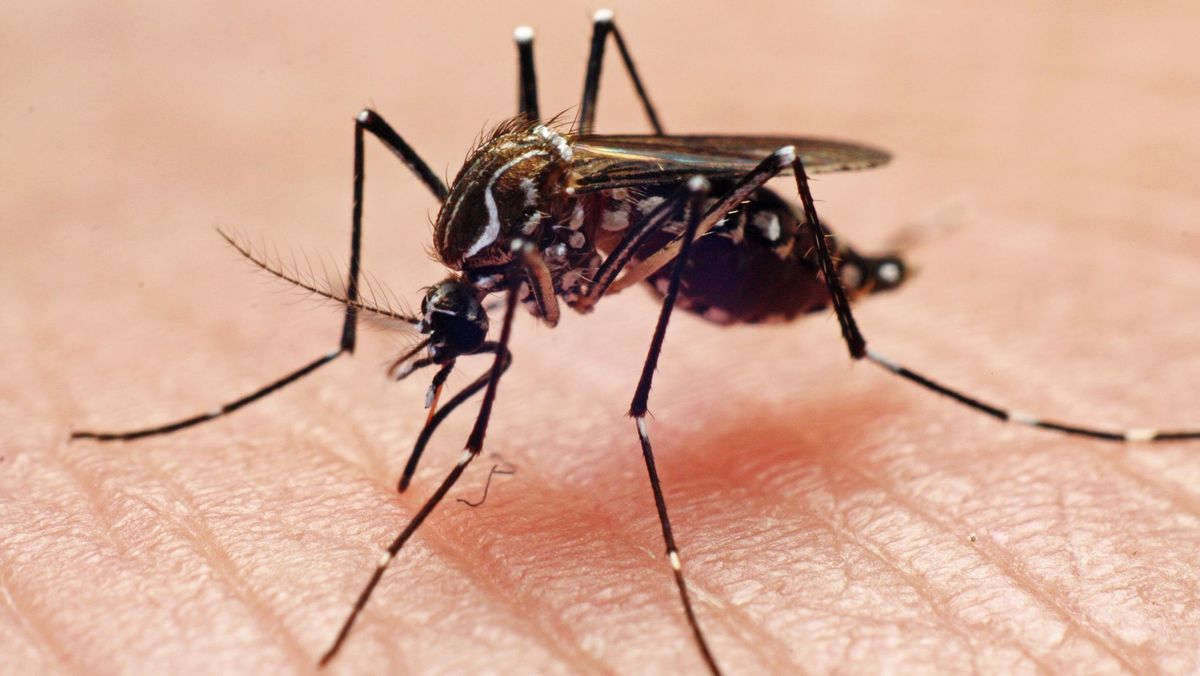 Megint megjelent a rettegett vérzéses, csonttörő láz Magyarországon. Egyre több szó esik a dengue láz újabb eseteiről. Ezt kell tudni.