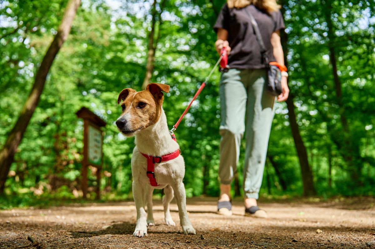 Female,Dog,Walker,Walks,Her,Jack,Russell,Terrier,Dog,In tatai kutyafuttató