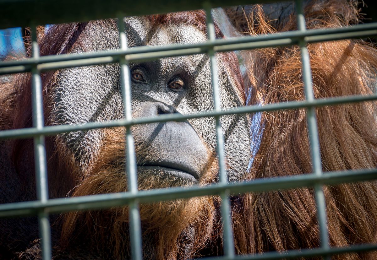 Lonely A frankfurti állatkertben négy orangután kiszabadulása miatt kellett vészhelyzeti intézkedéseket hozni
