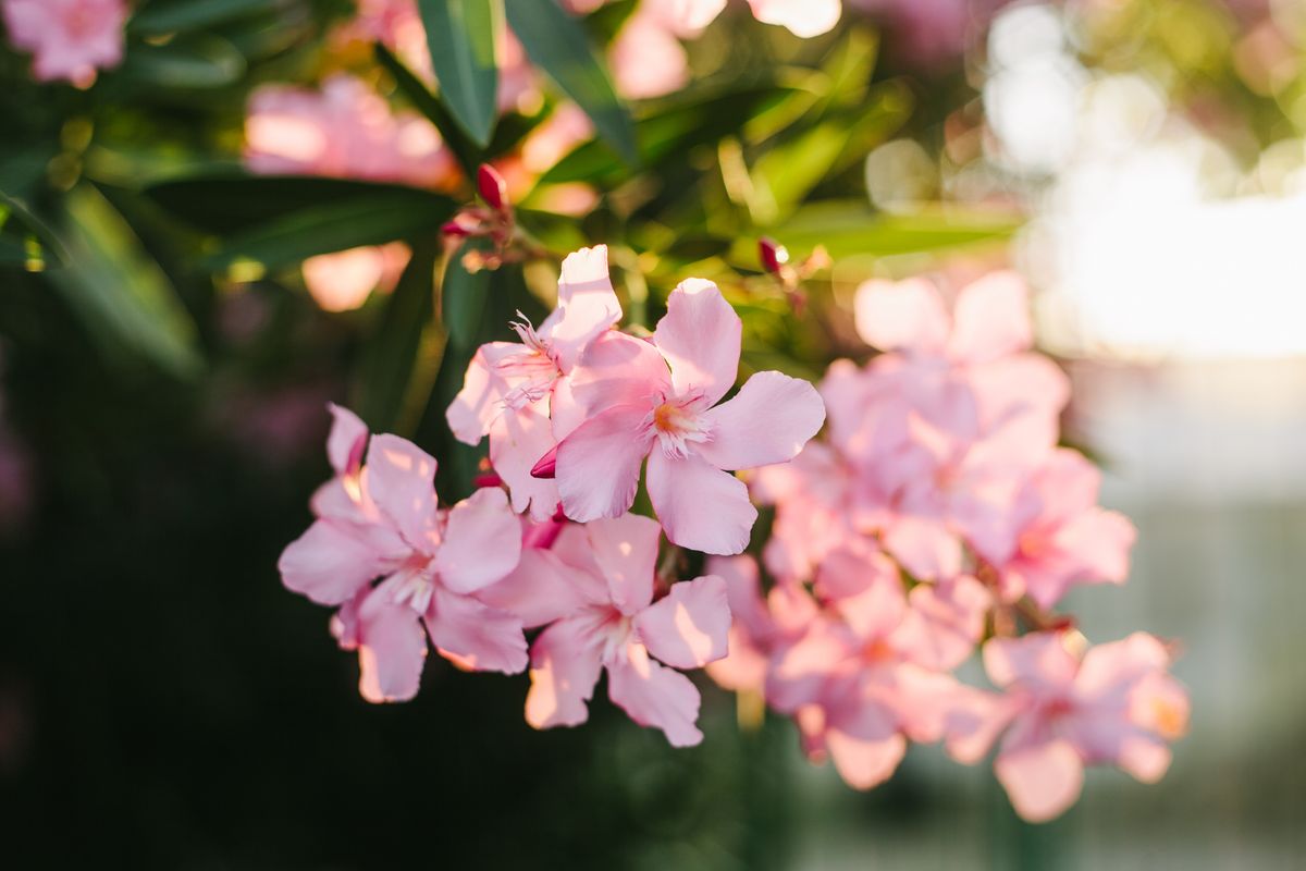 Pink oleander flowers in sunlight, blossoming bush in summer