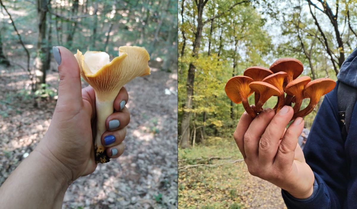 Ne az internetről tanuljunk meg gombászni – tragédia lehet belőle, figyelmeztet a gombaszakértő. Most elmondjuk hogyan indulj neki a gombaszezonnak.