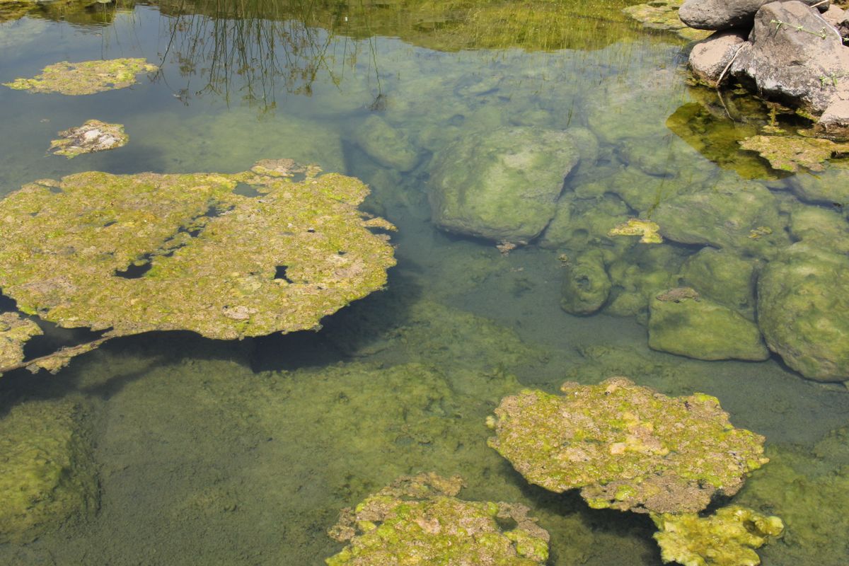 Algae,In,Water balatoni alga Már az űrből is látszik az aggasztó helyzet: a balatoni alga hatalmas kiterjedésben jelent ben a tóban
