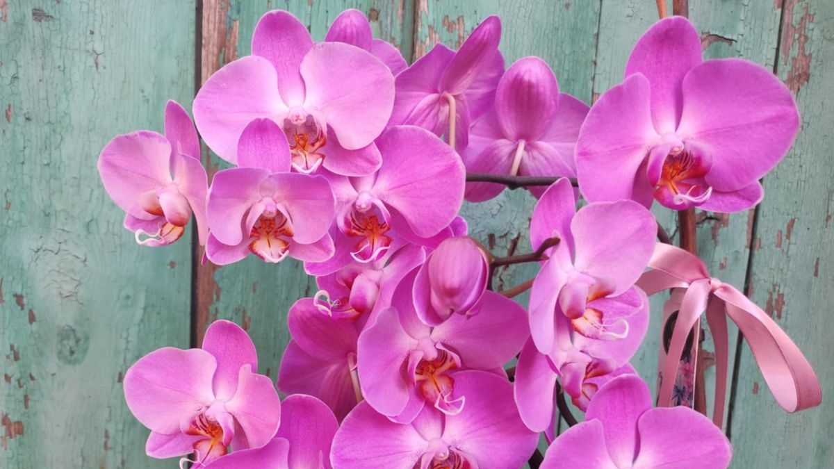 Ha kedveled az orchideát, ezt mindenképp látnod kell! - Tippek!