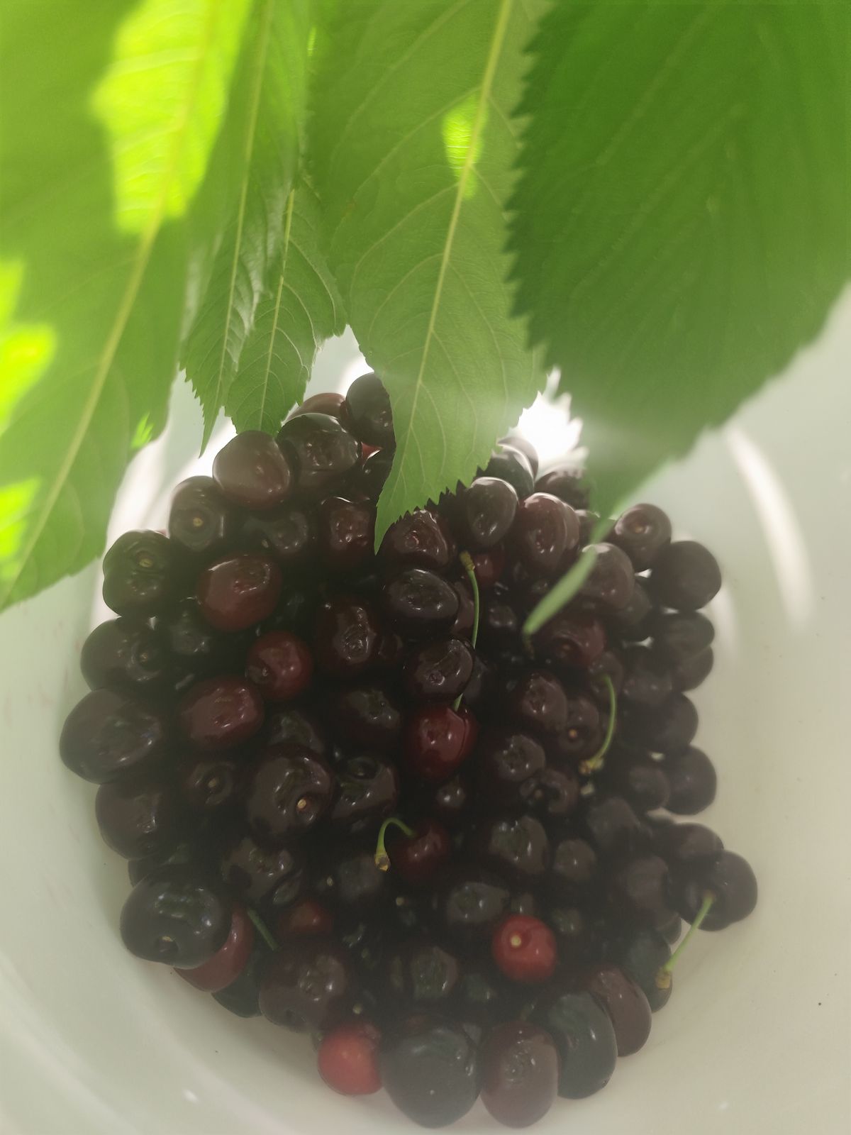 Habár az eper szezonja már lejárt, a sárgabaracké meg lassan véget ér, most jönnek a nyár új kedvencei. Mutatjuk, mennyibe kerül most a cseresznye és a meggy.