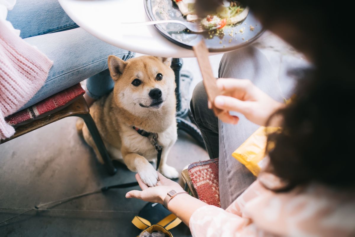 Cropped,Image,Of,Lovely,Akita,Inu,Putting,Paw,In,Hand Kutyabarát helyek: ahol a négylábú is vendég, adománygyűjtés tatabánya