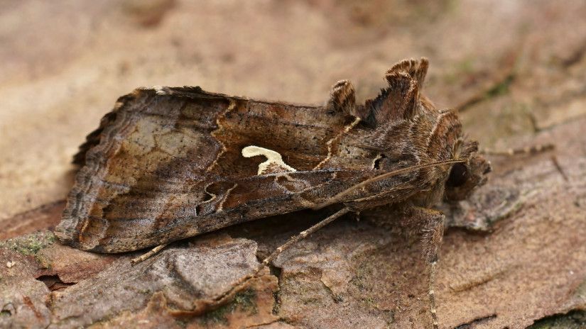 Gamma bagolylepke