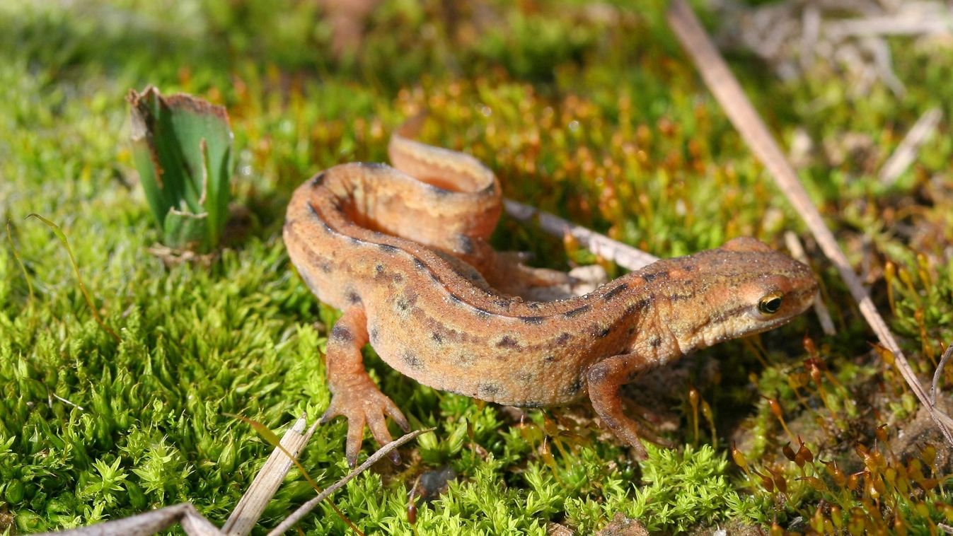 A balatoni gőték figyelmeztetnek, ha baj van vizes élőhelyeinkkel