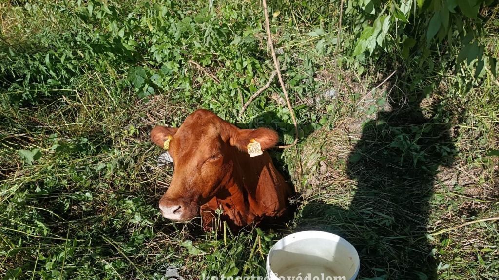 A gödörbe zuhant szarvasmarha mentése a tűzoltók közreműködésével szerencsésen végződött. Forrás: Nógrád Vármegyei Katasztrófavédelmi Igazgatóság