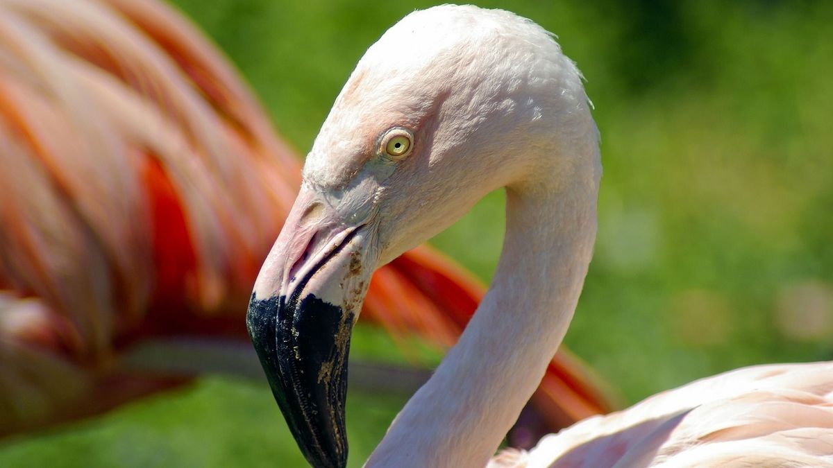 flamingóbébi
