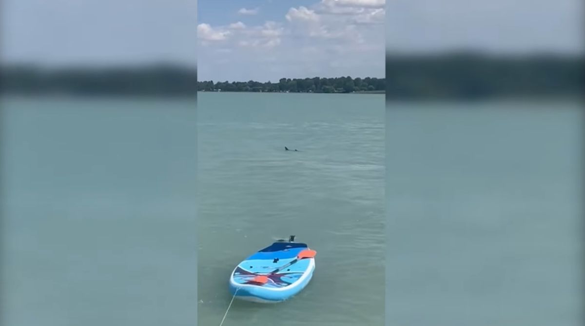 cápa a balatonban
