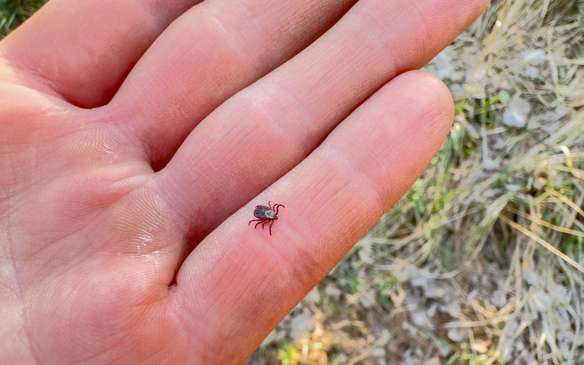 Mindenki utálja a vérszívókat és úgy általában minden bogarat ami csíp. De legjobban a kullancsokat, hiszen alattomos módon, fájdalom nélkül fúrják be magukat a bőrünkbe, és komoly betegségeket terjeszthetnek.