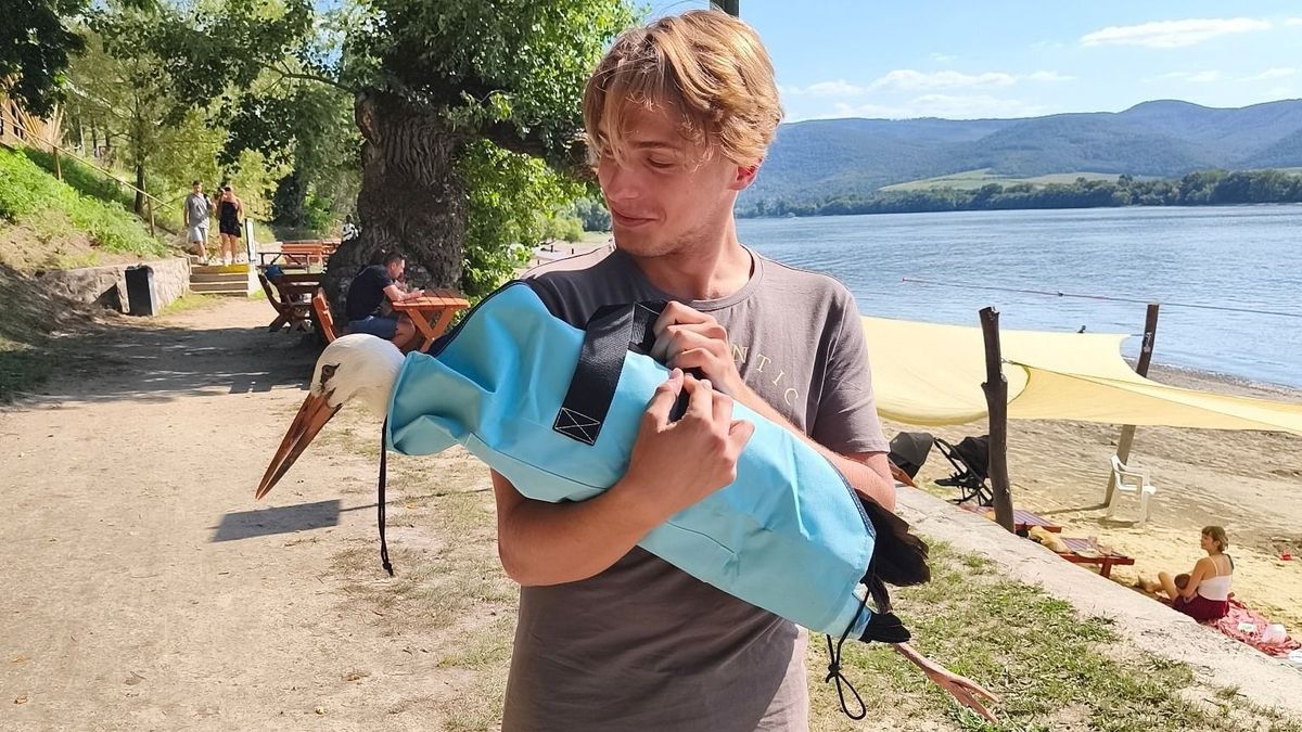A szeretett állatra rámosolyoghat a szerencse. A lelőtt gólya, EGábor élete már nem forog kockán, a lövedék nem érte a csontot. Az állat lábát nem kell amputálni.