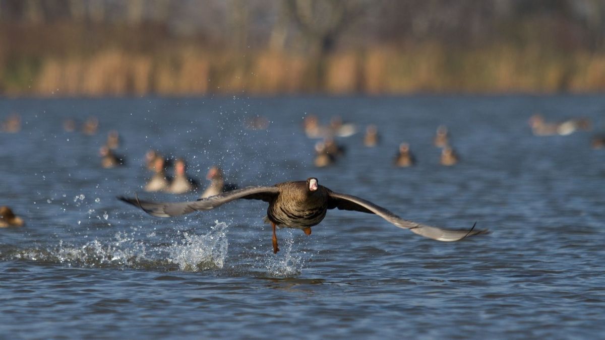 Tatai Öreg-tó: meseszép őszi fotókon a romantika fellegvára