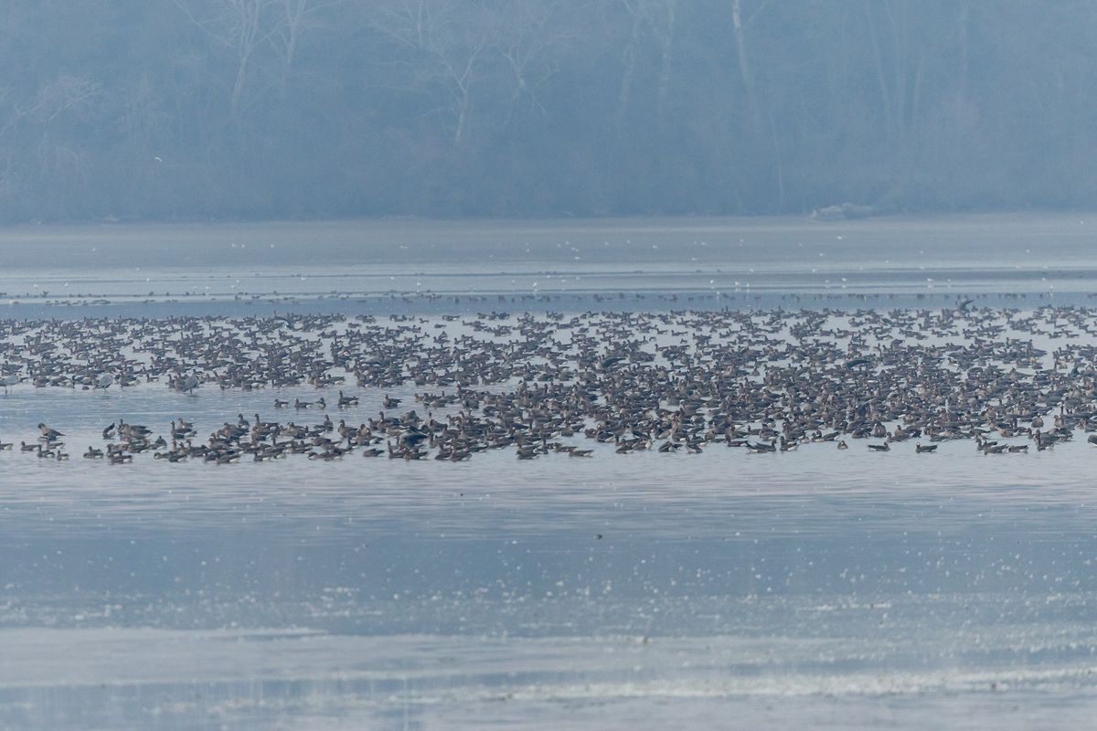 tatai vadlúd sokadalom