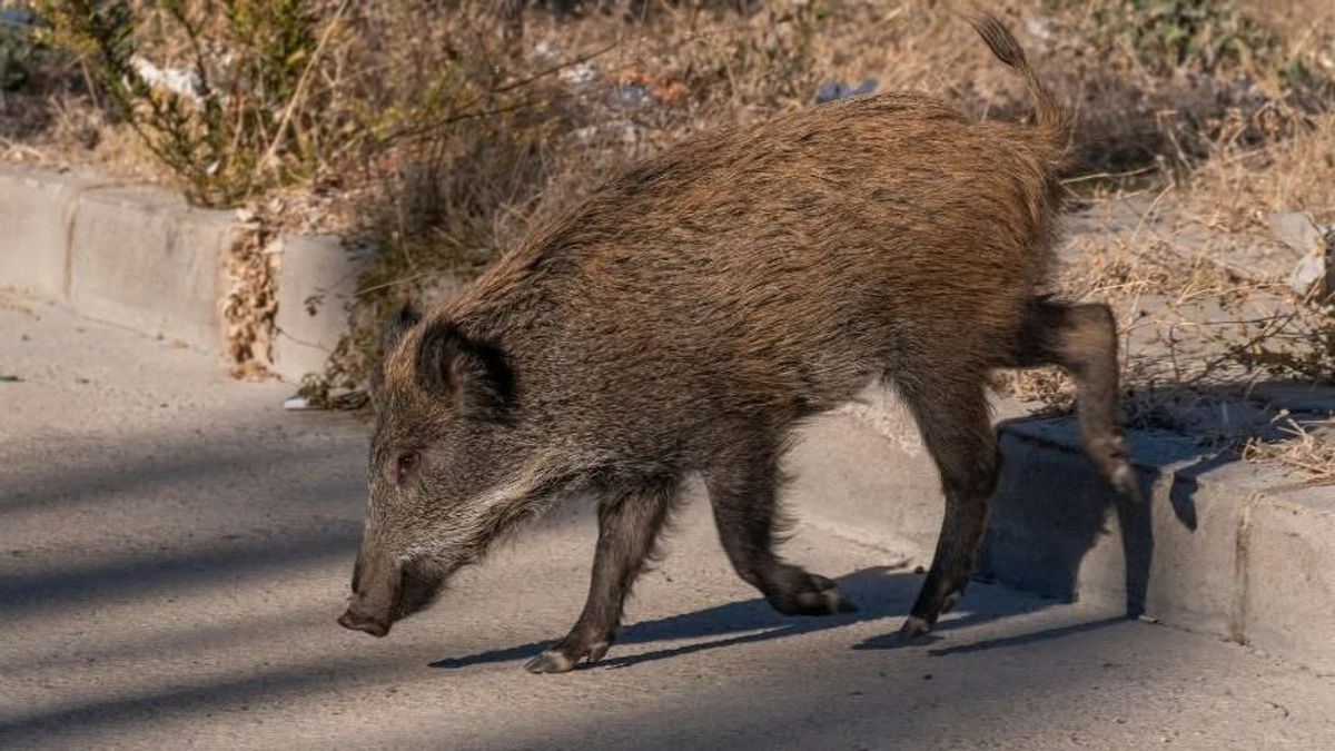 Éjszaka dörrennek a puskák Tatabányán: itt a kilövési engedély