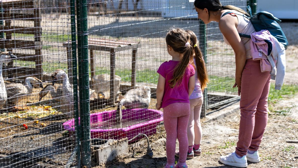Nem mindennapi örömhír érkezett a Kemence Egyesülettől: kikeltek a pávafiókák