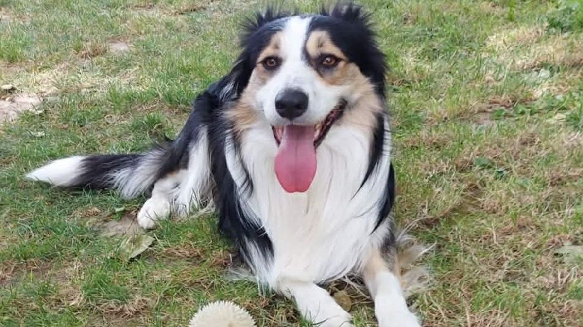 Eltűnt kutya miatt kérnek segítséget: itt keresik Teót, a border collie-t