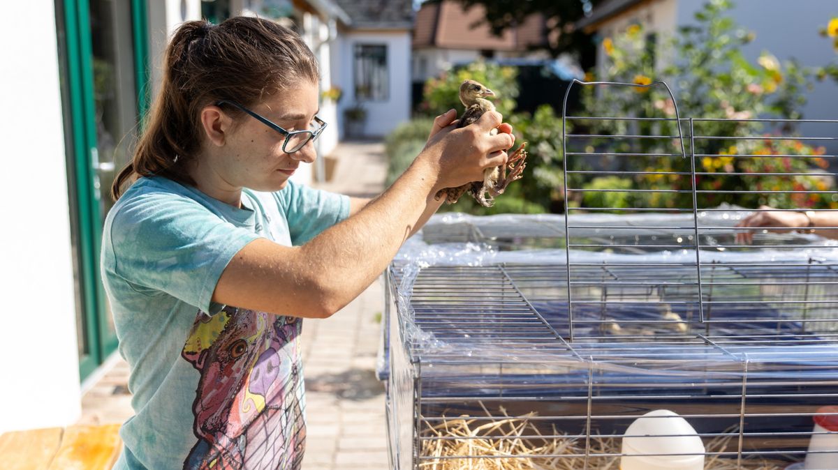 Videón a tündéri pávabébik, Luca kezei között cseperednek a komáromi farm dívái