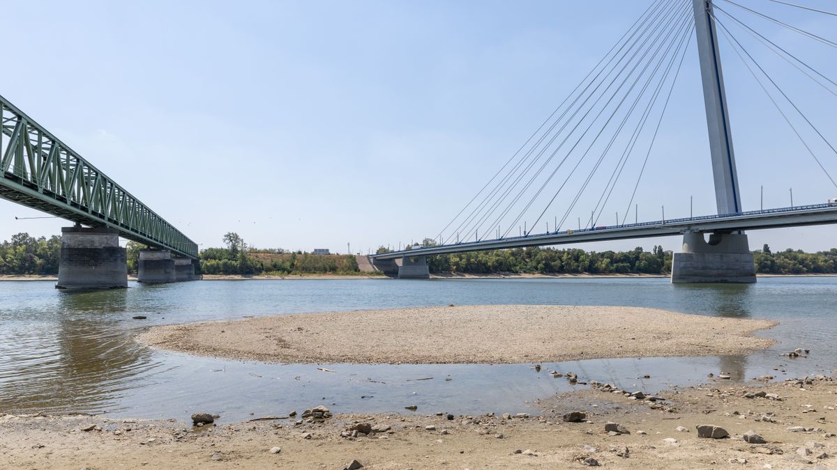 Kihaltnak hitték, a rekordalacsony Duna botanikai hungarikumot fedett fel +fotók
