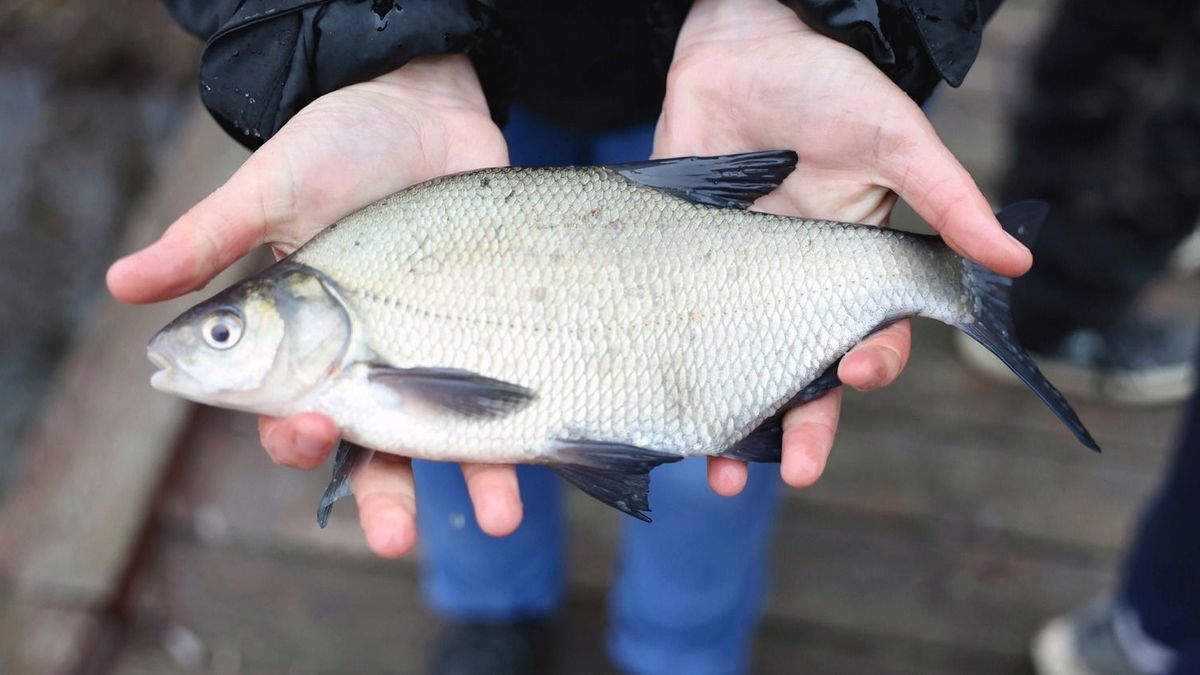 Csak a természet szerelmesei tarolnak ezen a kvízen – felismered a halakat?