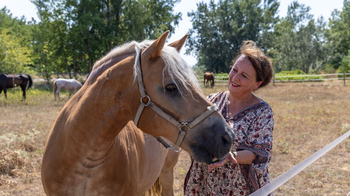 Már a téli szénát eszik a lovak Dunaalmáson, így küzdenek az aszállyal az állattartók +fotók, videó