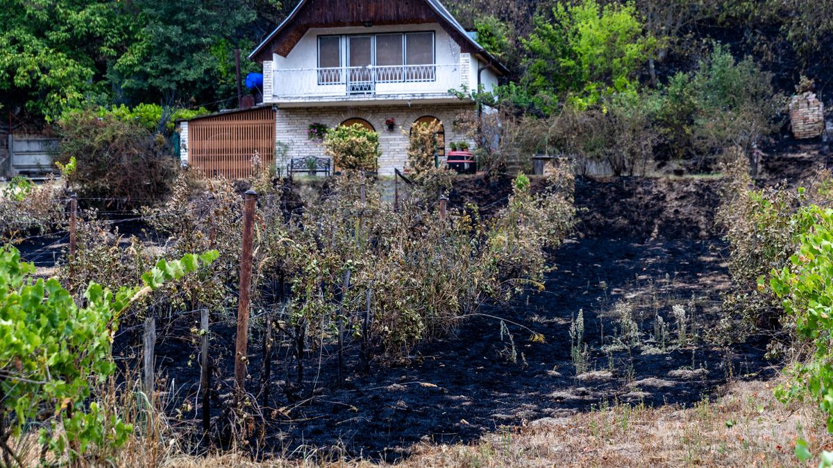 Helyszíni fotókon a tokodi tűz: több hektáron pusztítottak a lángok