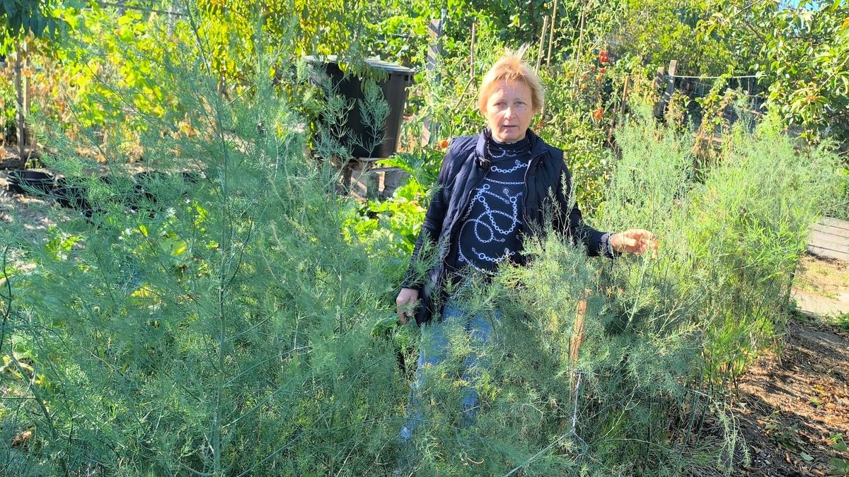 Kevesen tudják, hogy a kertben is megteremhet – így nevelik a spárgát az Év Veteményesében