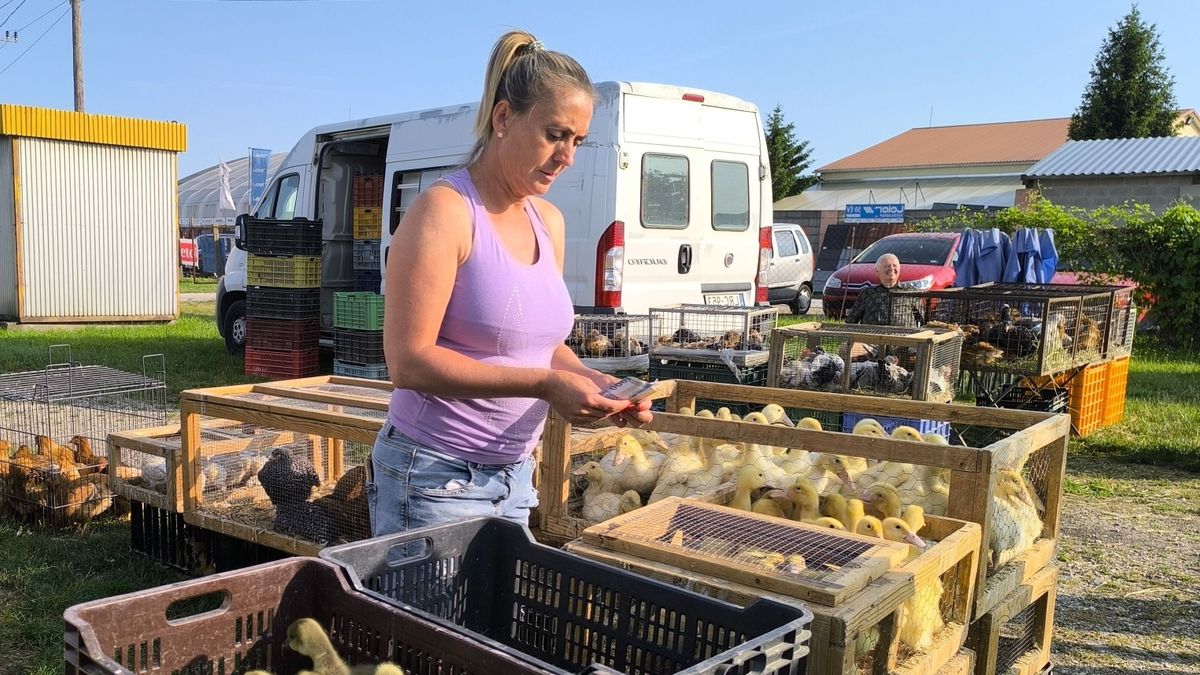 Új piactér, művelődési központ és tanuszoda - Kisbér idén rendesen rákapcsolt