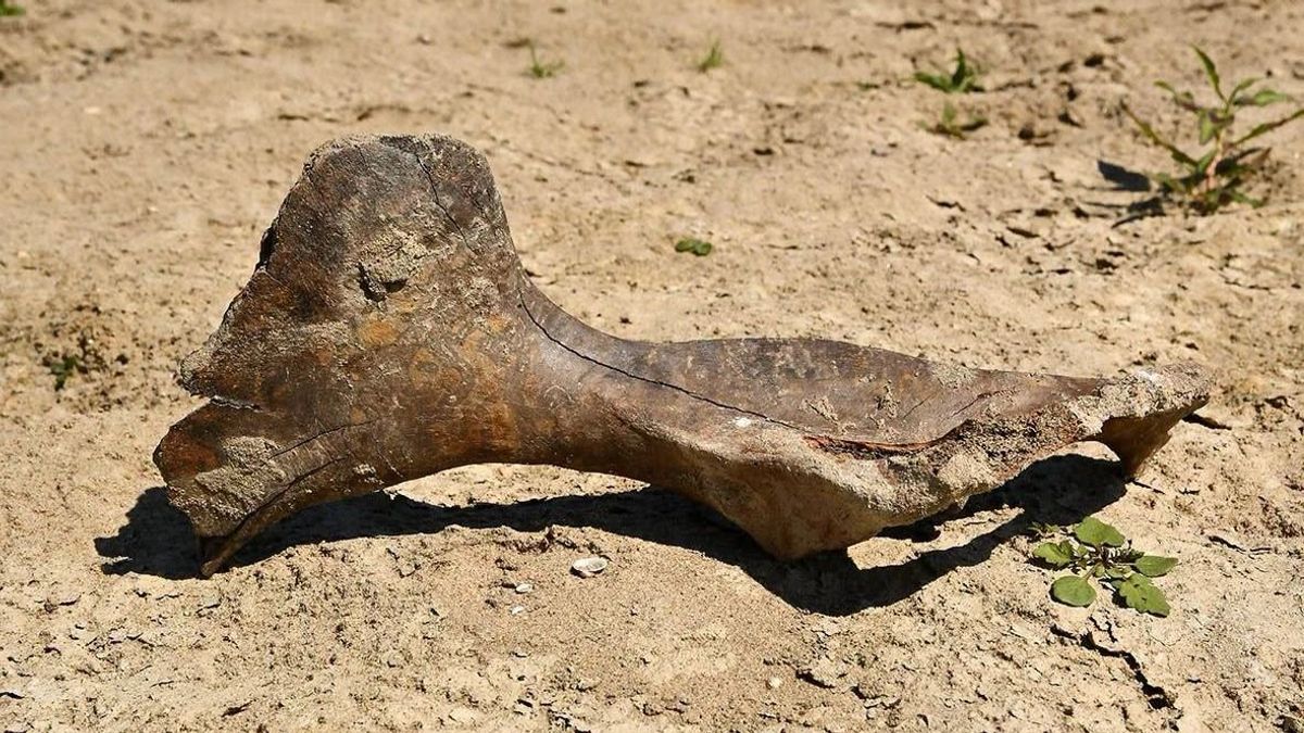 Friss lelet a jégkorszakból - a Duna vize őrizte meg az elképesztő vadlovat
