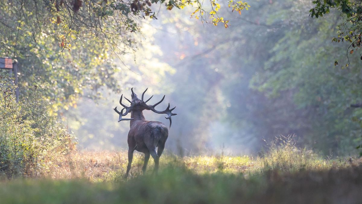 Négy után már ne menj az erdőbe - a Vérteserdő Zrt. elárulta, hogy miért