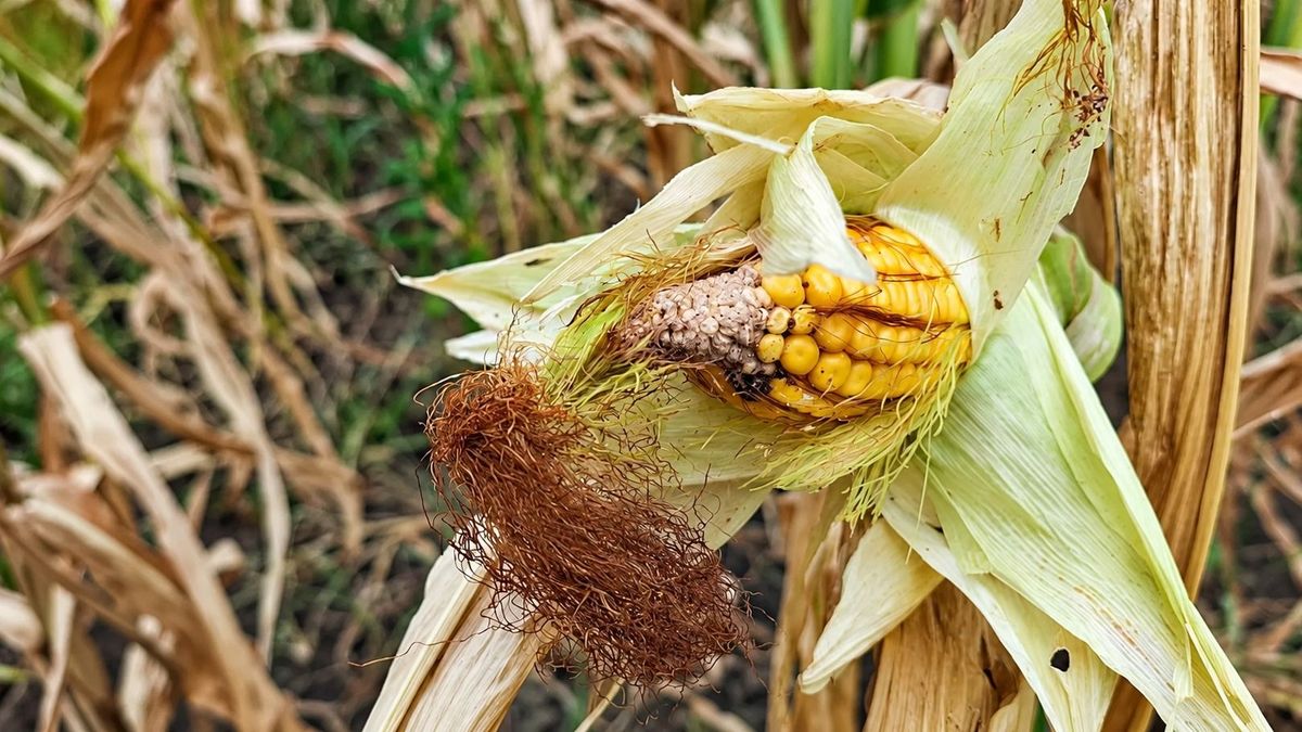 Elszállhatnak idén a bolti árak? Súlyos károkat okozott az idei aszály a gazdáknál