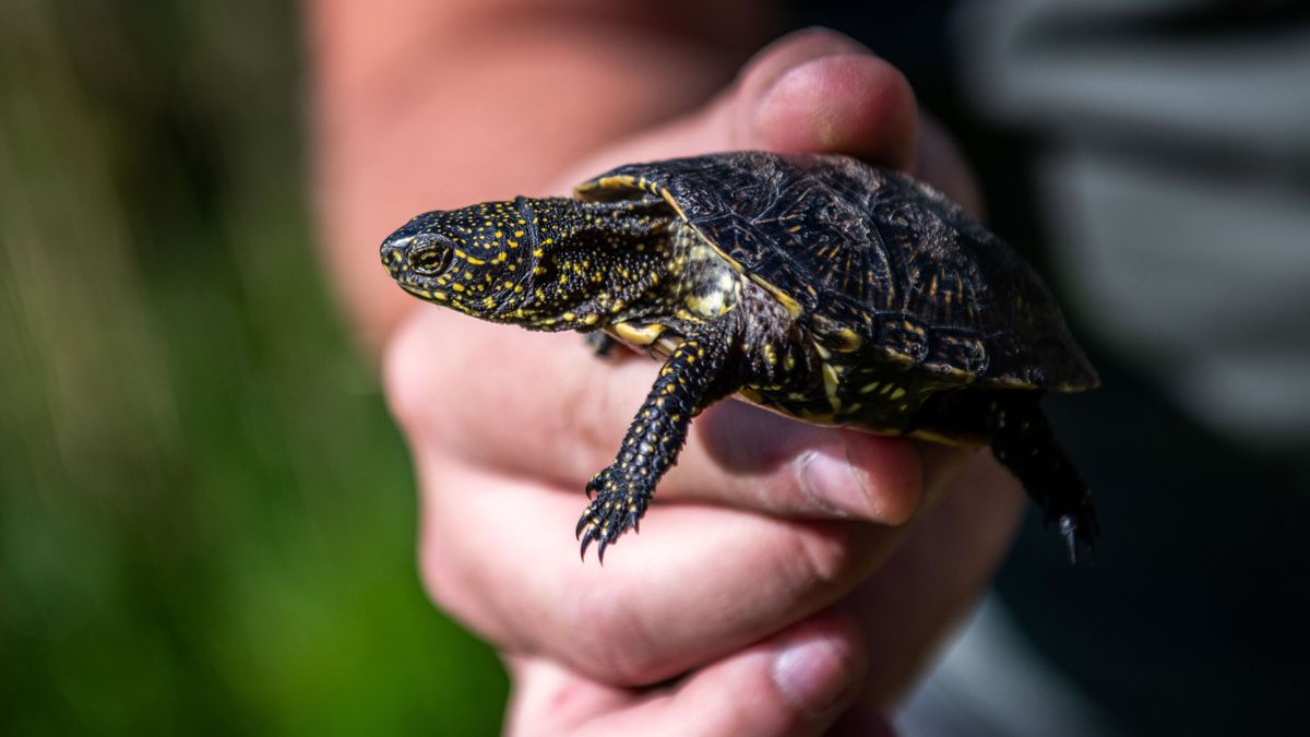 Van jövője a mocsári teknősnek - örömteli hírek érkeztek az invazív teknősök fővárosából