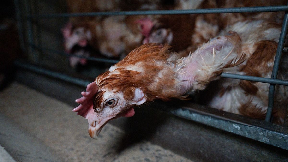A magyarok többsége változást akar: véget vetnének a tyúkok ketreces tartásának