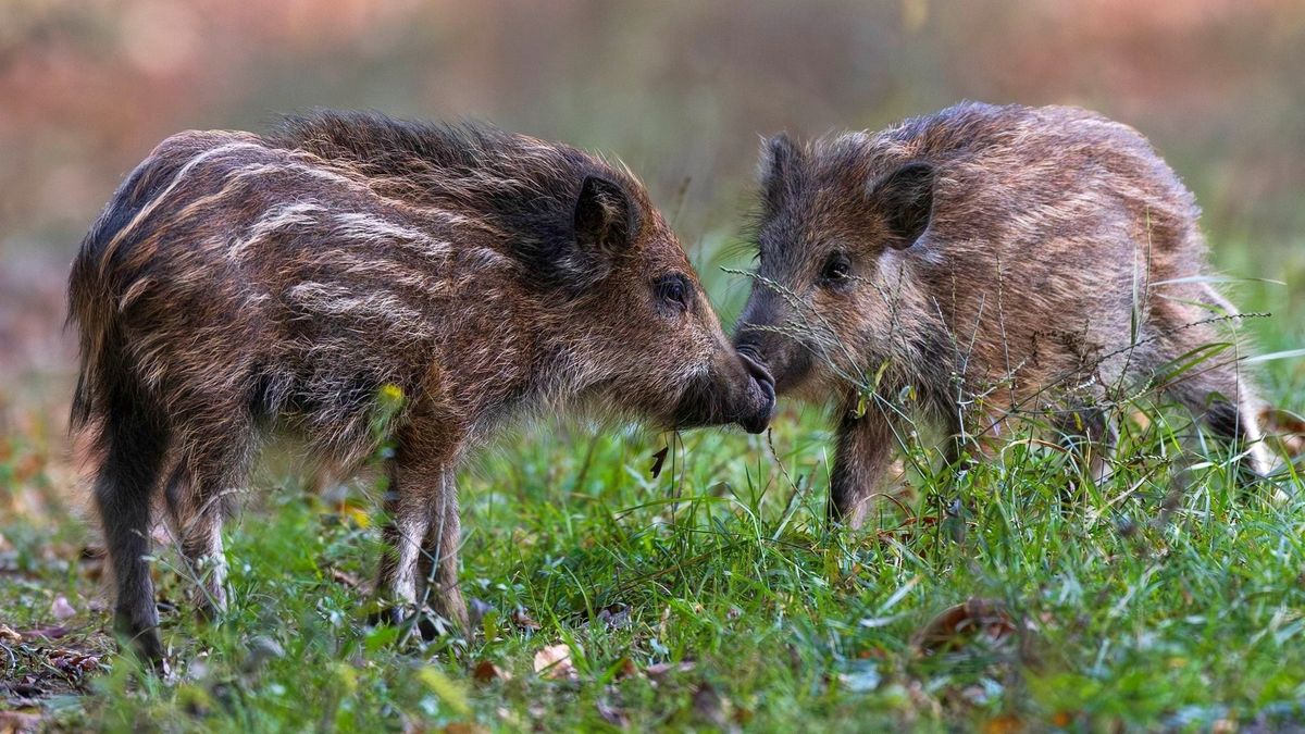 Újabb megyét ért el az afrikai sertéspestis - Szigorú figyelmeztetés lépett életbe